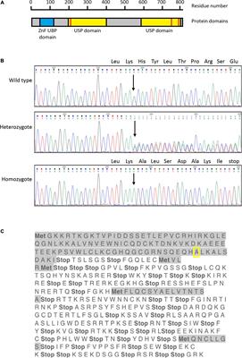 CRISPR-Cas9 Editing of Human Histone Deubiquitinase Gene USP16 in Human Monocytic Leukemia Cell Line THP-1